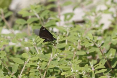 Common Sootywing