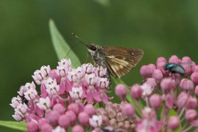 Broad-wing Skipper