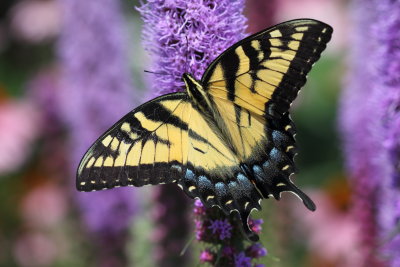 Eastern Tiger Swallowtail