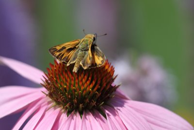 Fiery Skipper