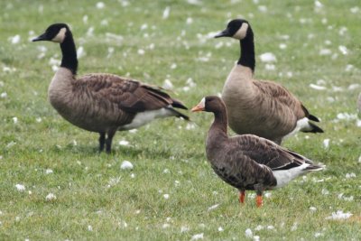 Greater White-Fronted Goose
