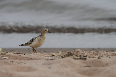 Buff-Breasted Sandpiper