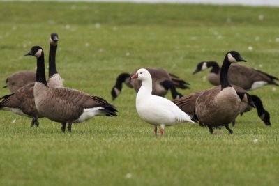 Ross's Goose