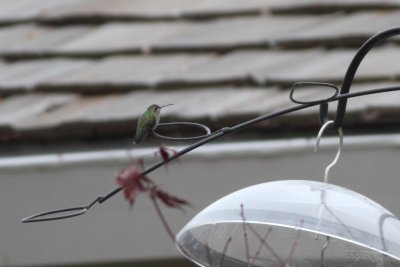 Broad-Billed Hummingbird