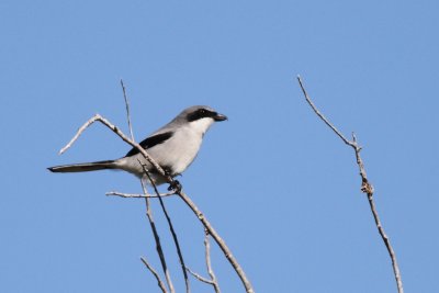 Vireos and Shrikes