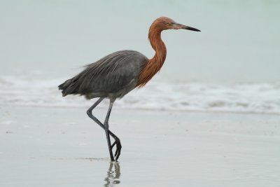 Redish Egret