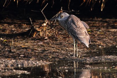 Yellow-Crowned Night Heron - Immature