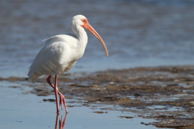 White Ibis