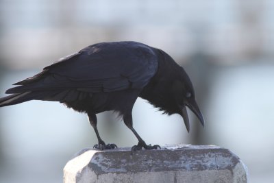 Fish Crow