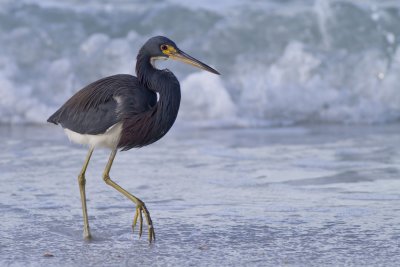 Tri-colored Heron