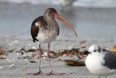 White Ibis - Immature
