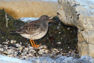 Purple Sandpiper