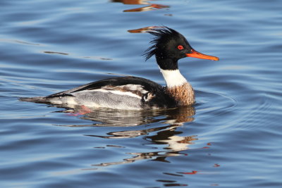 Red-Breasted Merganser