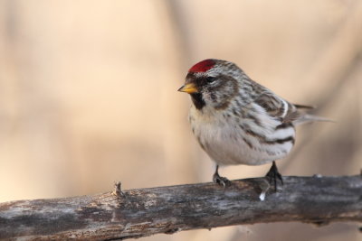 Common Redpoll - Female