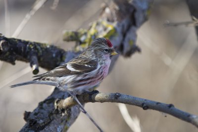 Common Redpoll