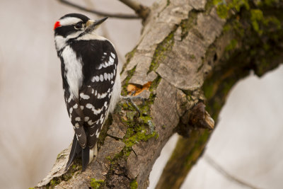 Downy Woodpecker