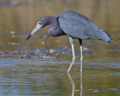 Little Blue Heron