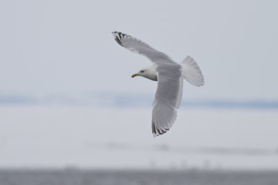 Thayer's Gull