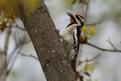 Yellow-Bellied Sapsucker