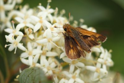 Peck's Skipper