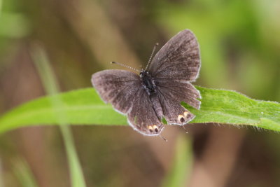 Eastern Tailed Blue - Female