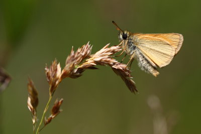 Europen Skipper