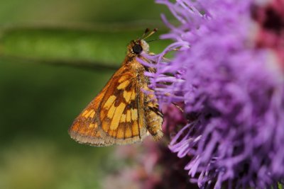 Peck's Skipper