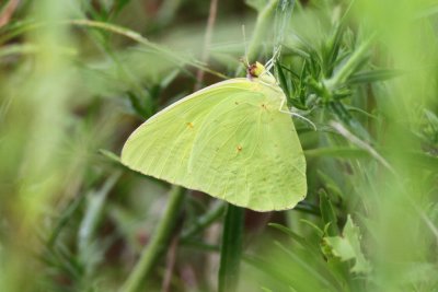 Cloudless Sulphur