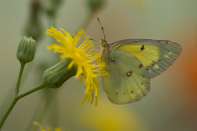 Clouded Sulphur