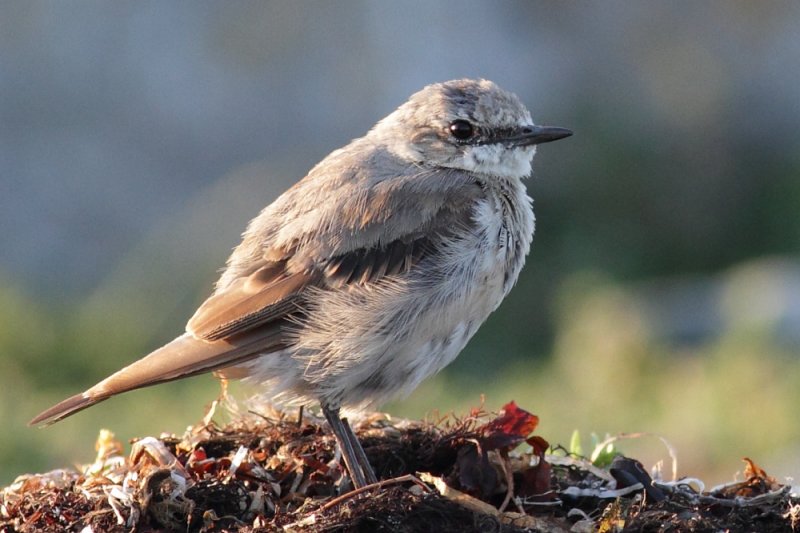 Pied Wagtail / Sdesrla