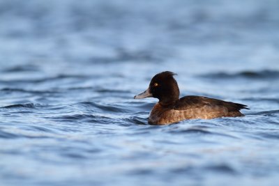 Tufted Duck / Vigg