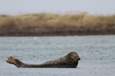 Grey Seal / Grsl
