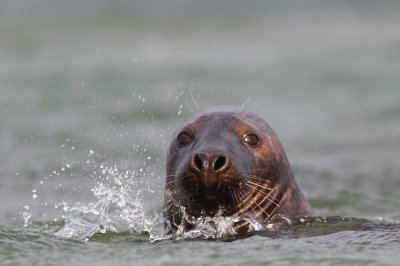 Grey Seal / Grsl