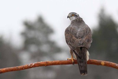 Goshawk / Duvhk