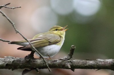 Wood warbler / Grnsngare