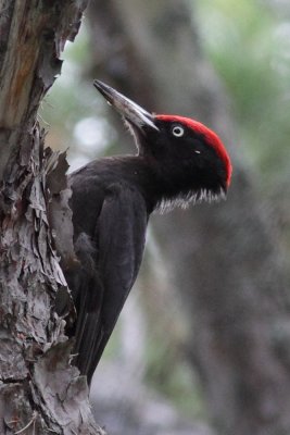 Woodpeckers (Hackspettar)