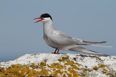 Arctic tern / Silvertrna