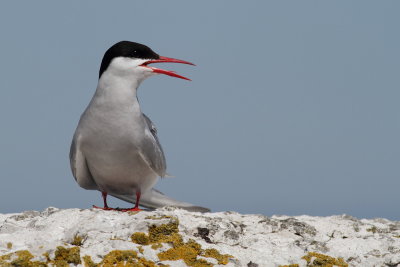 Arctic tern / Silvertrna