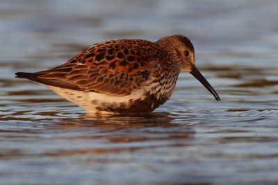 Dunlin / Krrsnppa