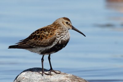 Dunlin / Krrsnppa