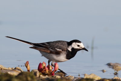 Pied Wagtail / Sdesrla