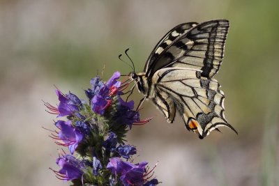 Makaonfjril / Papilio machaon