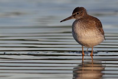 Redshank / Rdbena