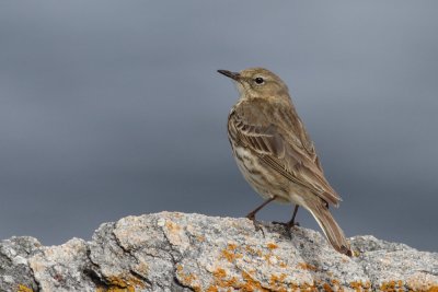 Rock Pipit / Skrpiplrka