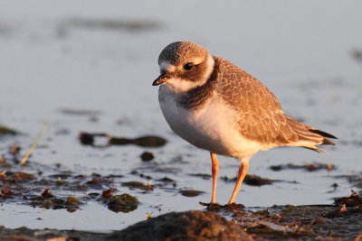 Ringed Plover (Strre strandpipare)