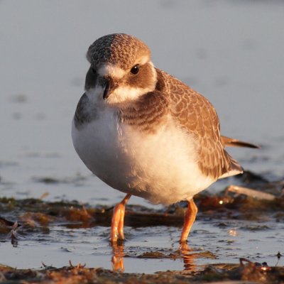 Ringed Plover (Strre strandpipare)