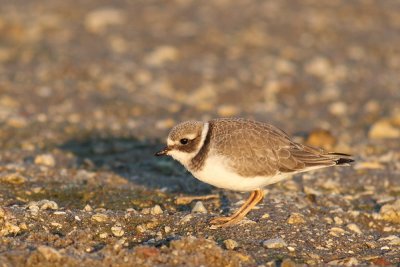 Ringed Plover (Strre strandpipare)