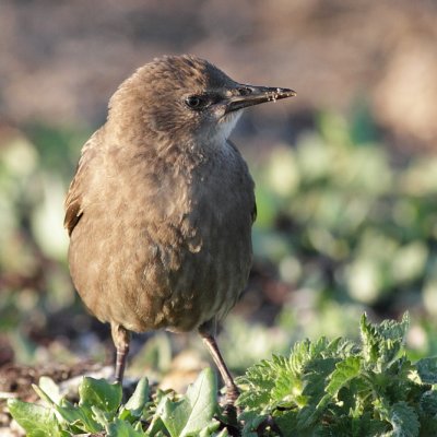 Starling (Stare)