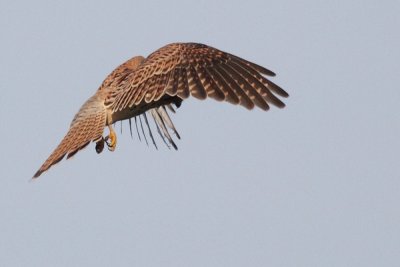 Kestrel / Tornfalk