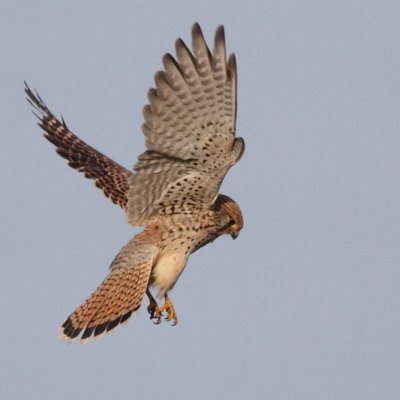 Kestrel / Tornfalk
